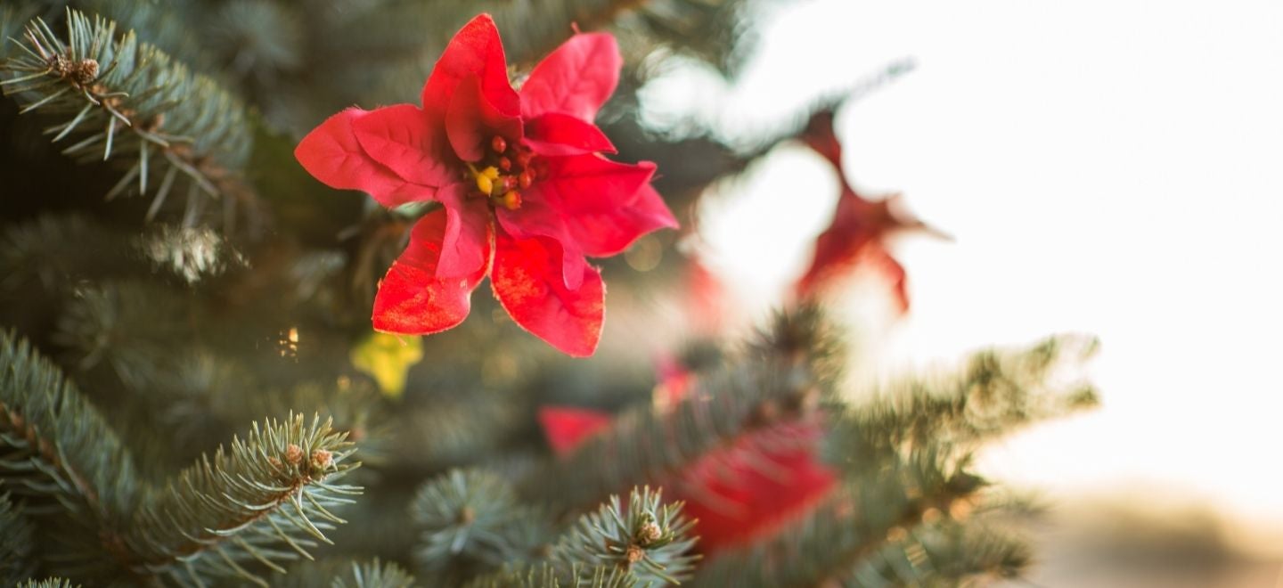 Holiday Market Pop-Ups