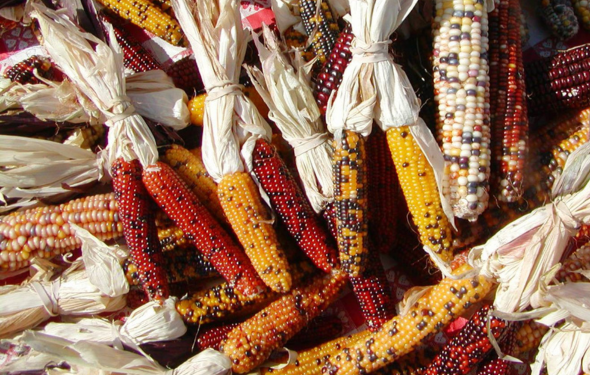 More Info for Harvest Fest: Farm to Table
